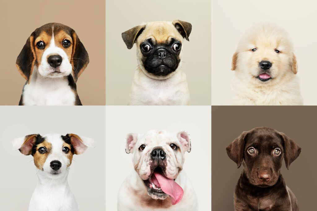 Retratos de Cachorrinhos Adoráveis / Freepik / @rawpixel.com