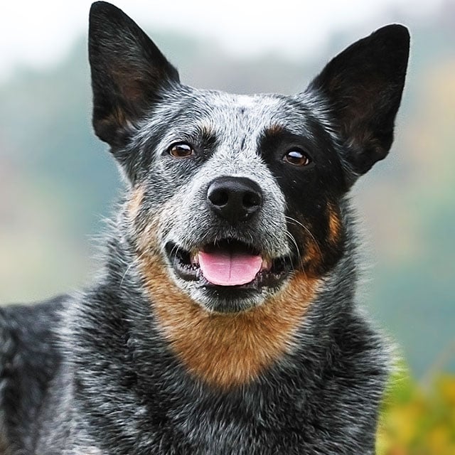 Australian Cattle Dog (Boiadeiro Australiano) / iStock