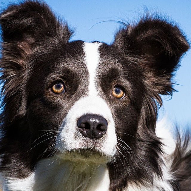 Border Collie / iStock