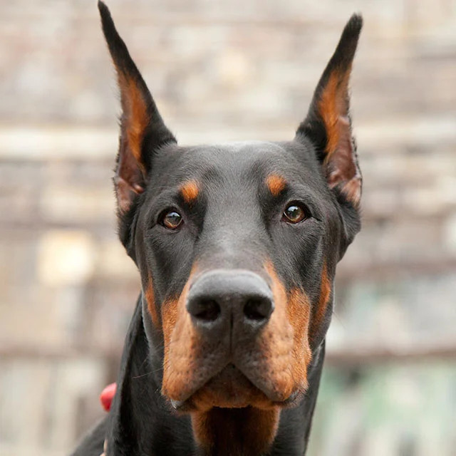 Doberman / iStock