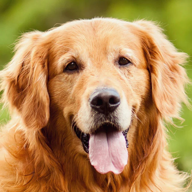 Golden Retriever / iStock