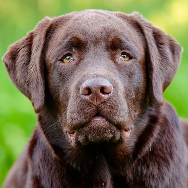 Labrador Retriever / iStock