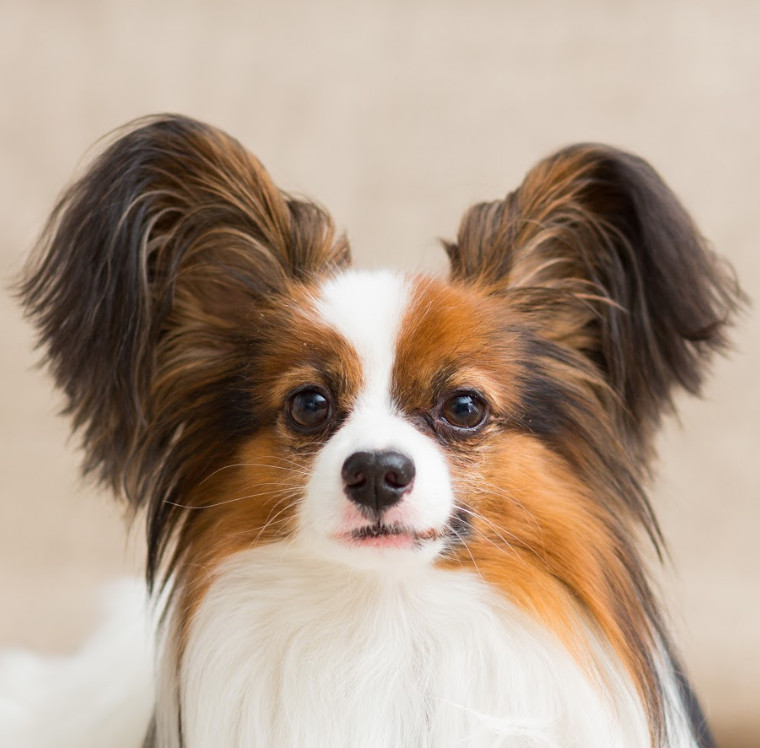 Papillon / iStock