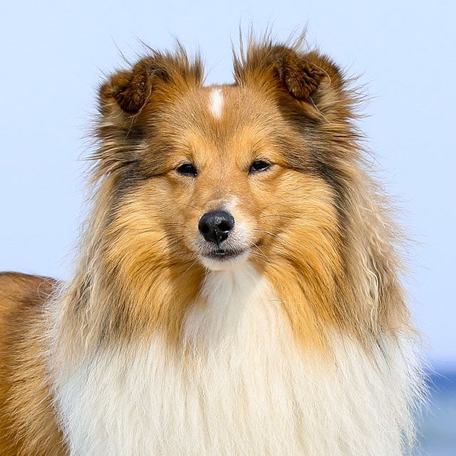 Pastor de Shetland / iStock