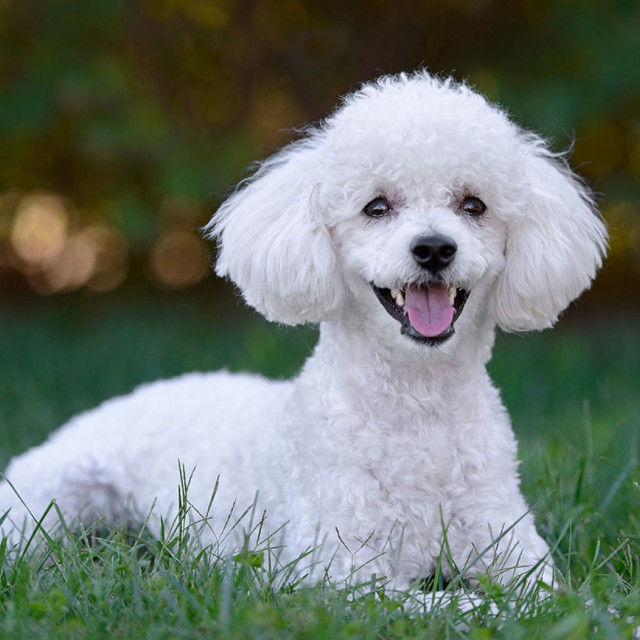 Poodle / iStock