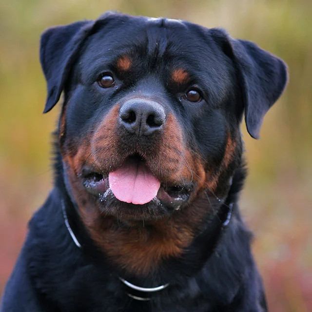 Rottweiler / iStock