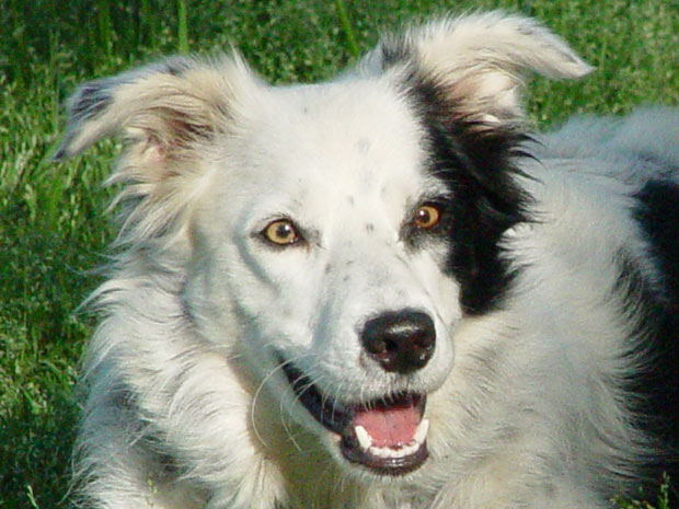 A border collie Chaser / Robin Pilley